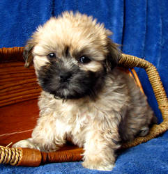 Harold in a basket