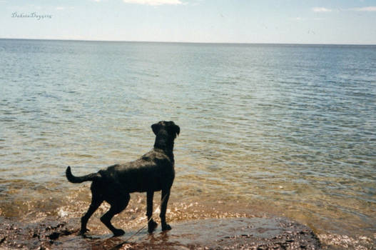 Black Lab At Superior