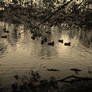 Duck Pond