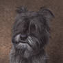 Miniature Schnauzer