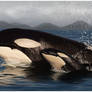Orca mother and calf