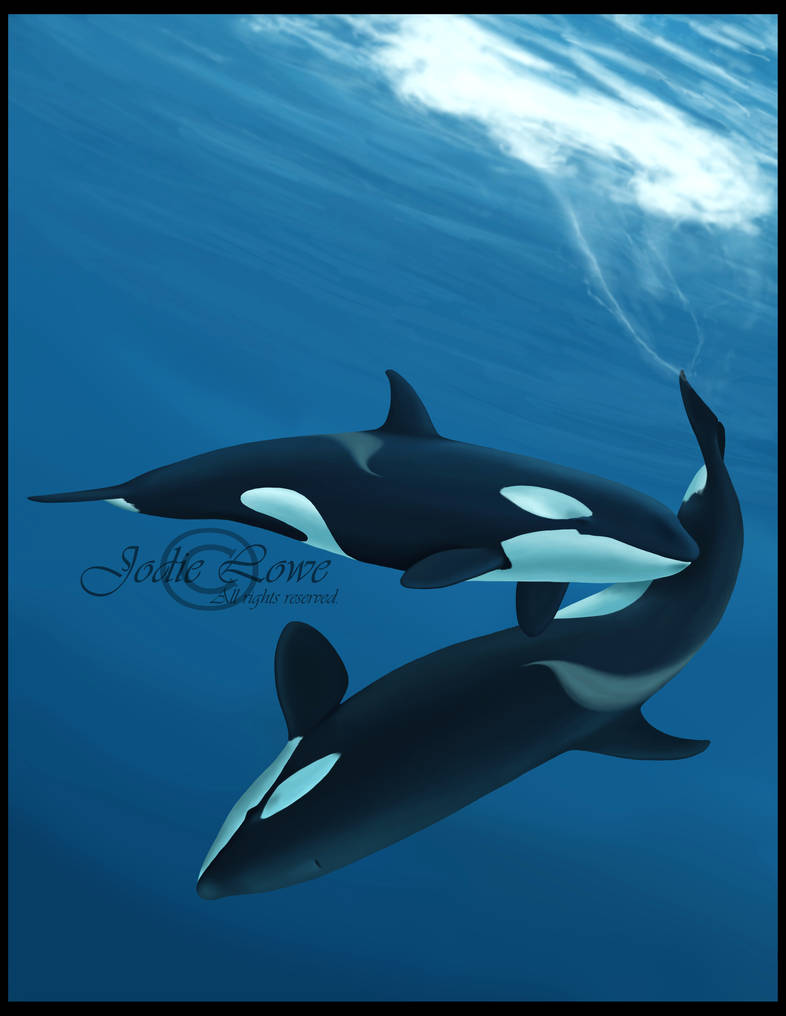 Orcas by Oracle88