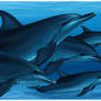 Atlantic Spotted Dolphins