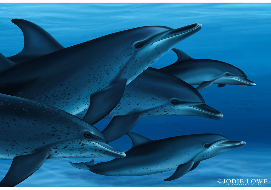 Atlantic Spotted Dolphins