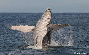 Breaching Humpback Whale Calf