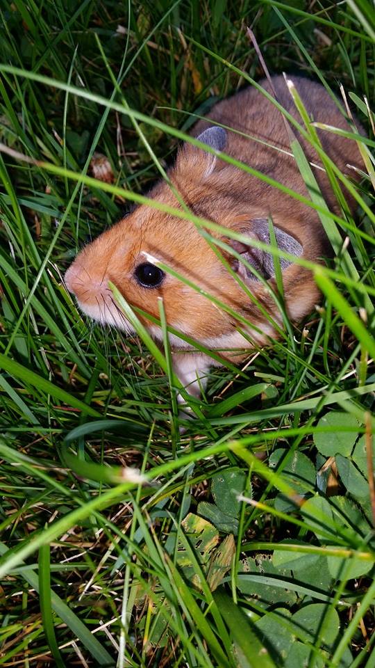 Little Bear Syrian Hamster