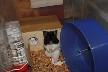 Maxwell the Hamster