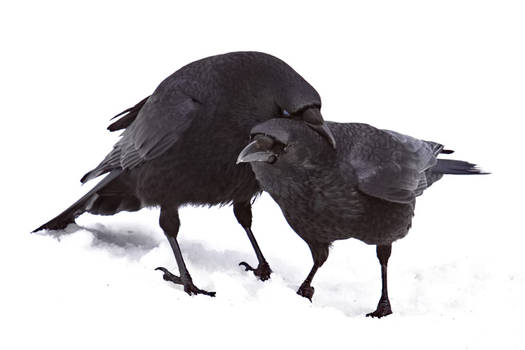 Two Crows 2