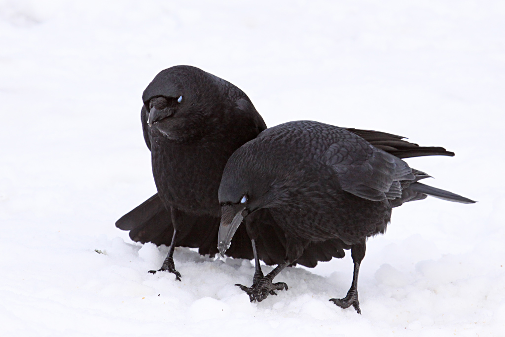 Two Crows 3