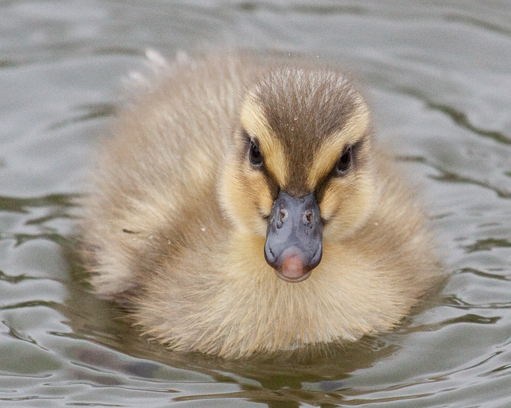 Mallard chick 3