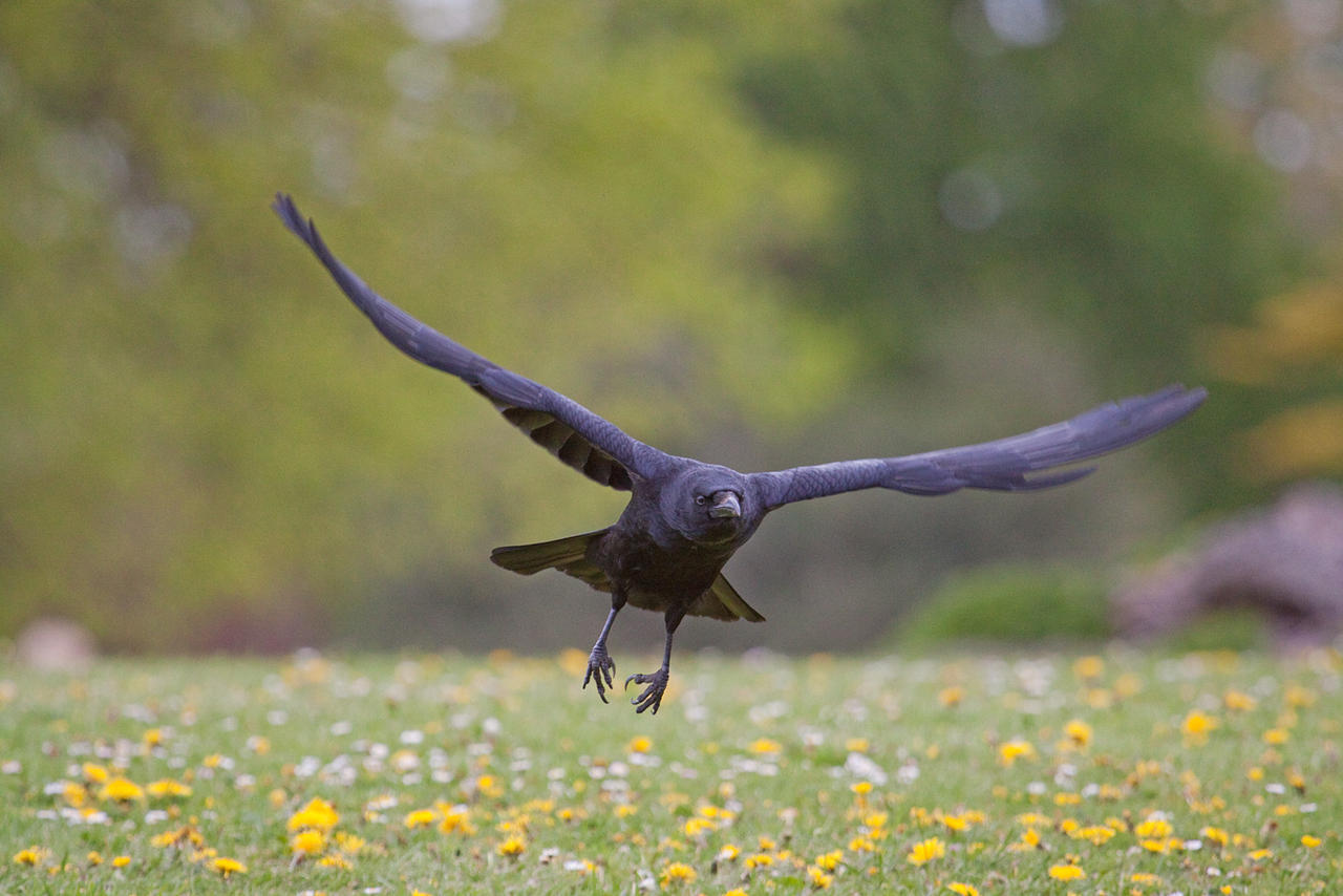 Crow Flight 2