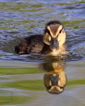 Happy Duckling 3