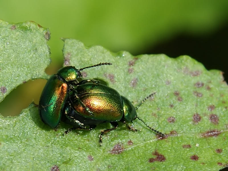 Golden Bug 2 by SnowPoring on DeviantArt