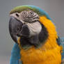 Blue and Gold Macaw 1