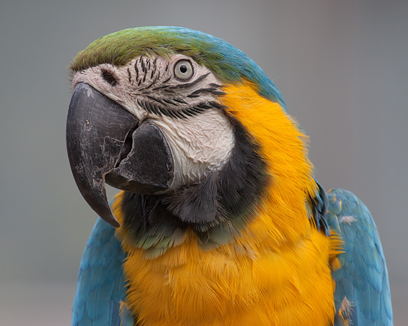 Blue and Gold Macaw 1