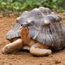 Radiated Tortoise