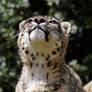 Snow Leopard 3
