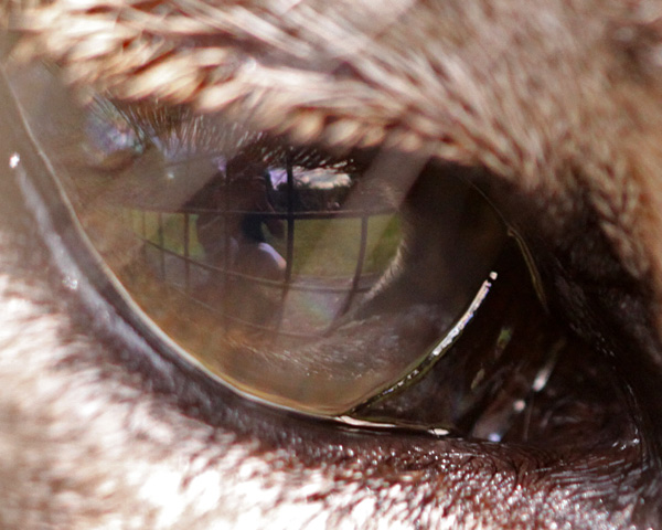 Puma's eye reflection