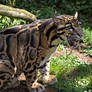 Clouded Leopard 4