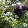 Black Panther Jump
