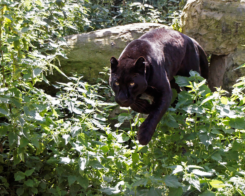 Black Panther Jump