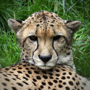 Cheetah 6