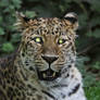 Amur Leopard 16