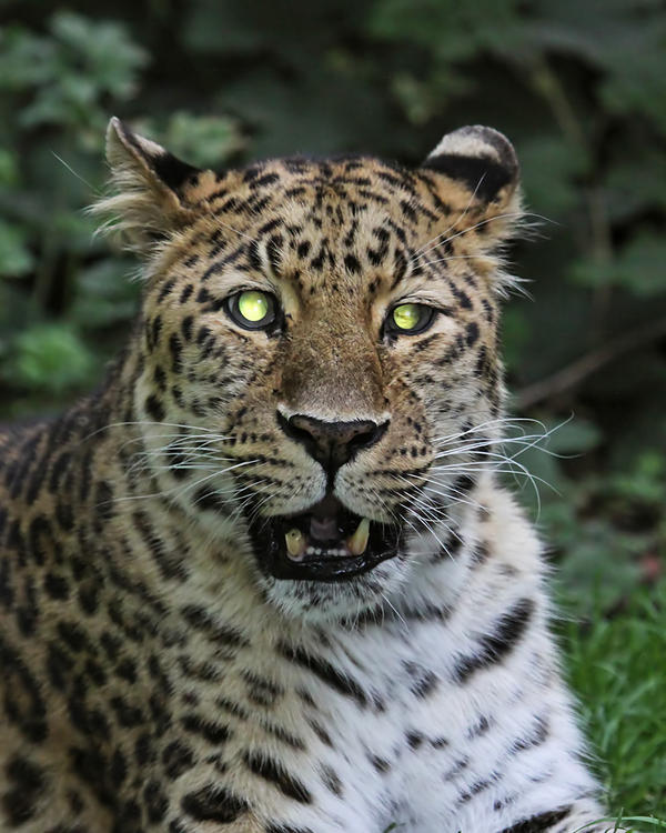 Amur Leopard 16