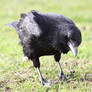 Crow Look