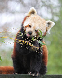 Red Panda 3