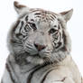 White Tiger 1