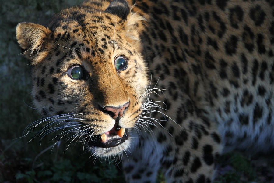 Amur Leopard 2 by SnowPoring on DeviantArt