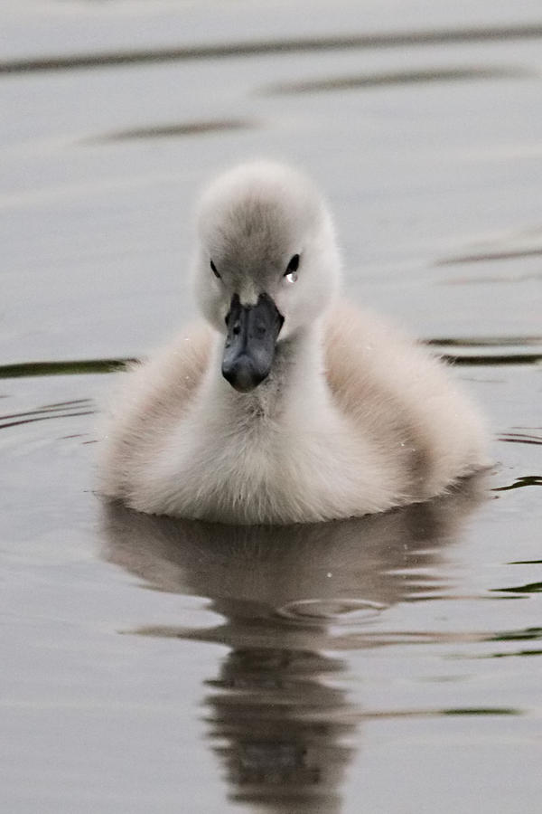 Cygnet Tears