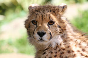 Cheetah Cub Look