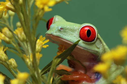 Smelling Flowers