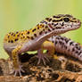 Leopard Gecko