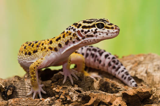 Leopard Gecko