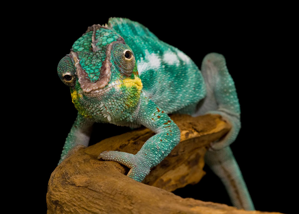 Panther chameleon