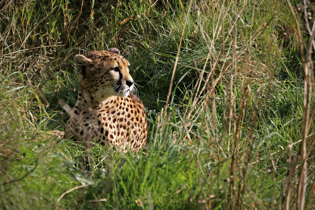 Hiding Cheetah