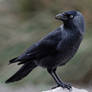 Jackdaw