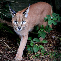 Caracal