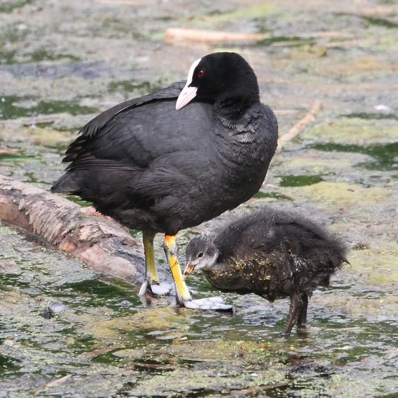 Big coot little coot