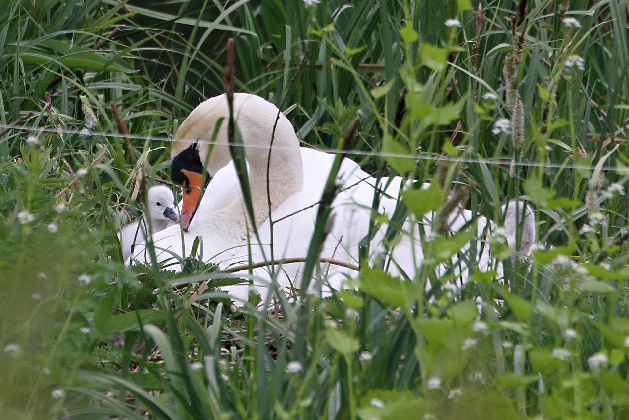 New Cygnets 2011