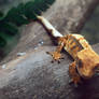 Crested Gecko 3