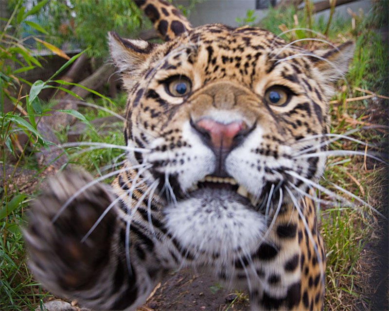 Is shipping a camera safe? - Photography and Videography - Linus Tech Tips