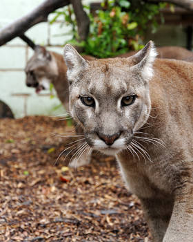 Puma Stare