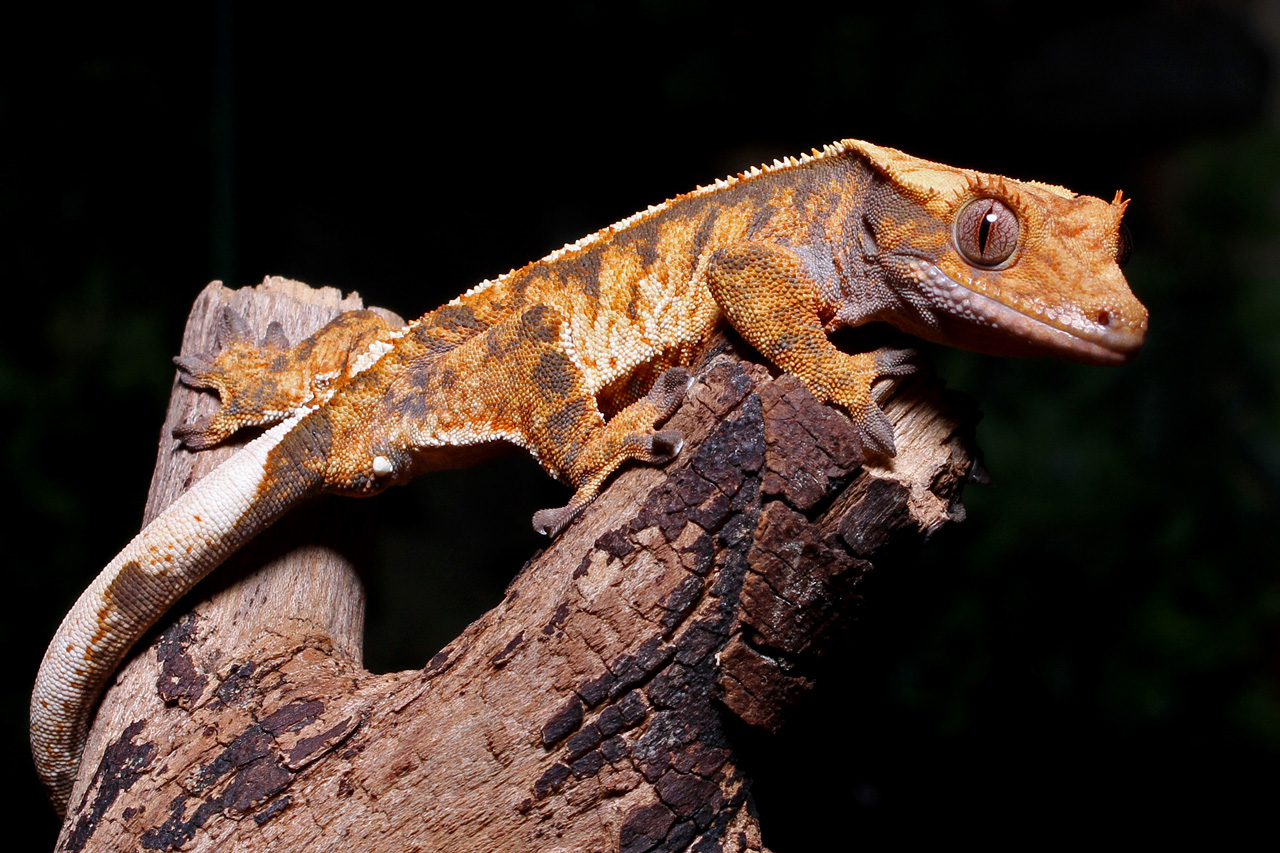 Crested Gecko 5