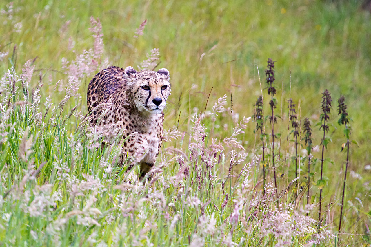 A Summer Walk