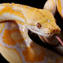 :p