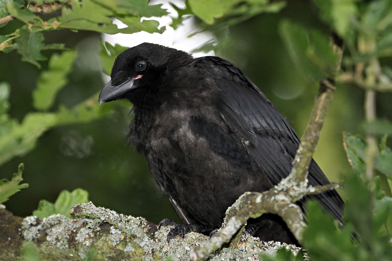 Young Crow